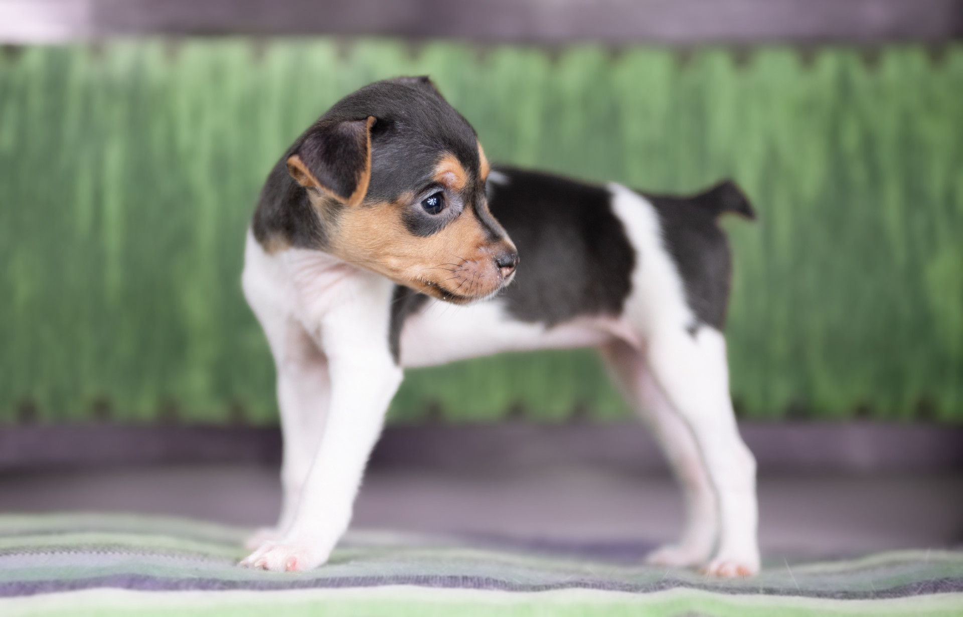  - JICZINSKA JORZINKA